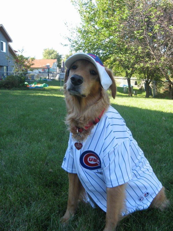 cubs-dog